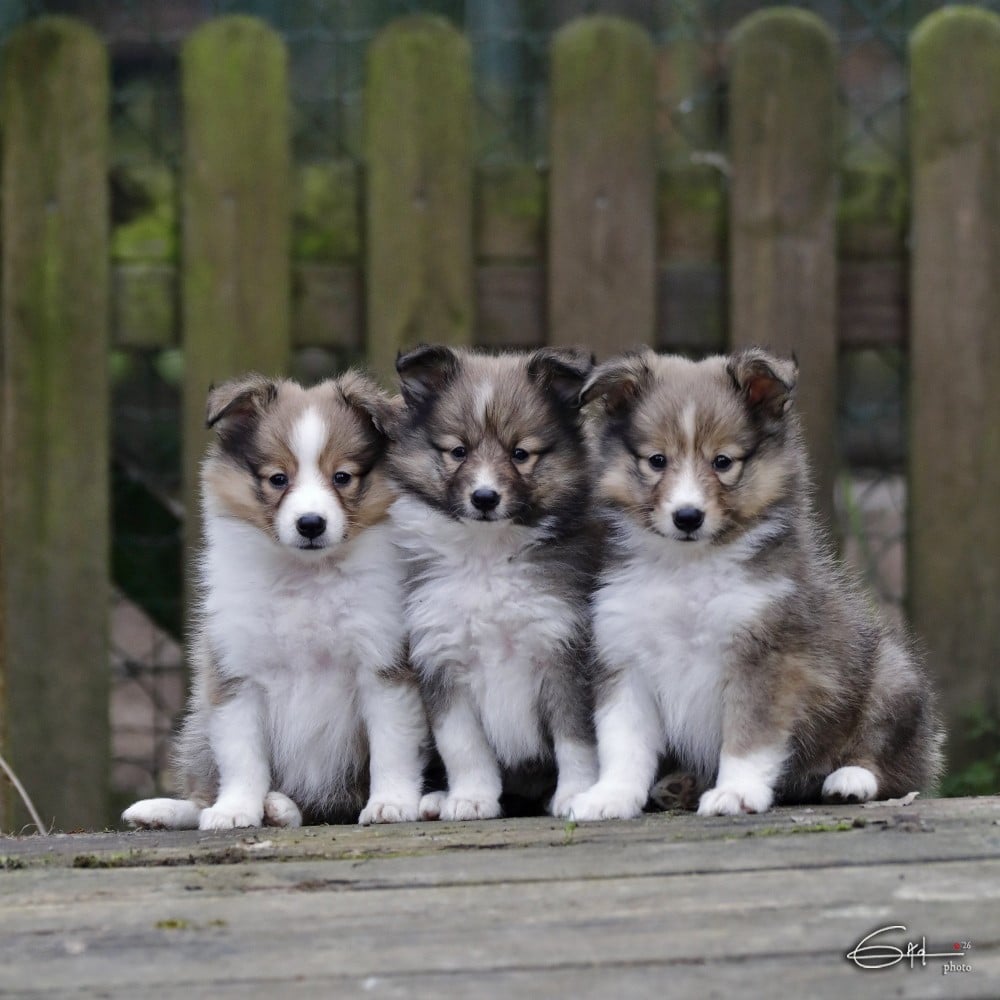 Shetland Sheepdog - du Cèdre Enchanté