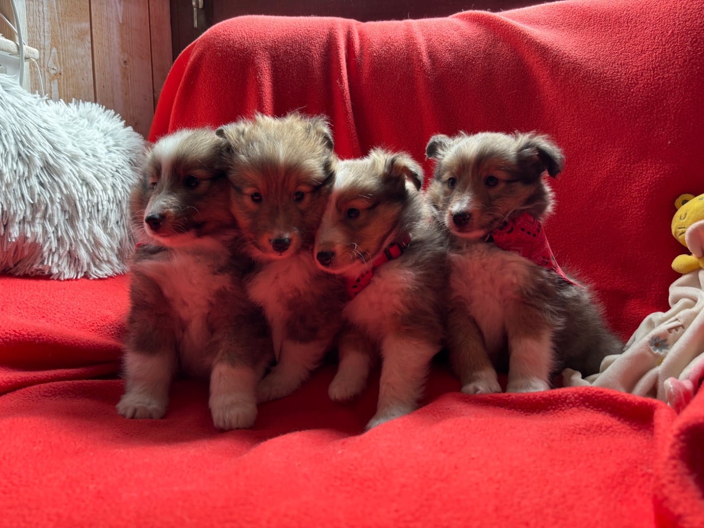 Shetland Sheepdog - du Cèdre Enchanté