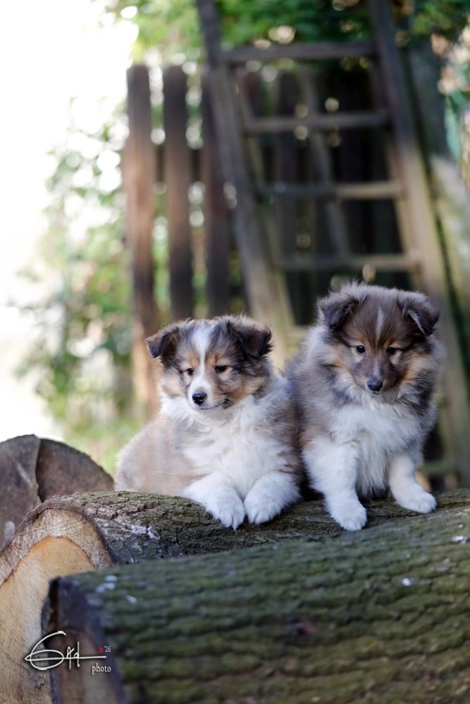Shetland Sheepdog - du Cèdre Enchanté