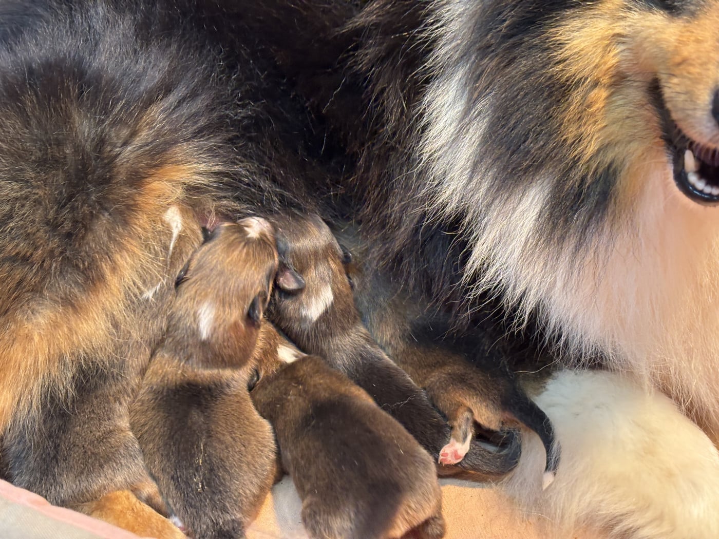 Bambou Gold - Shetland Sheepdog