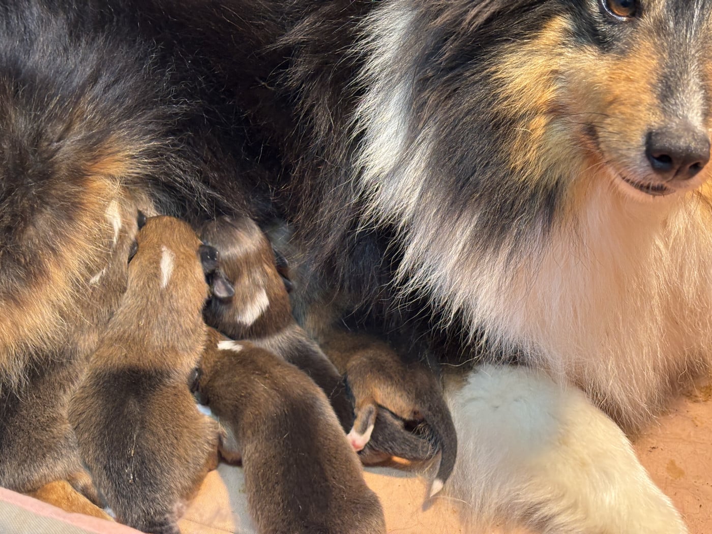 Blondine - Shetland Sheepdog