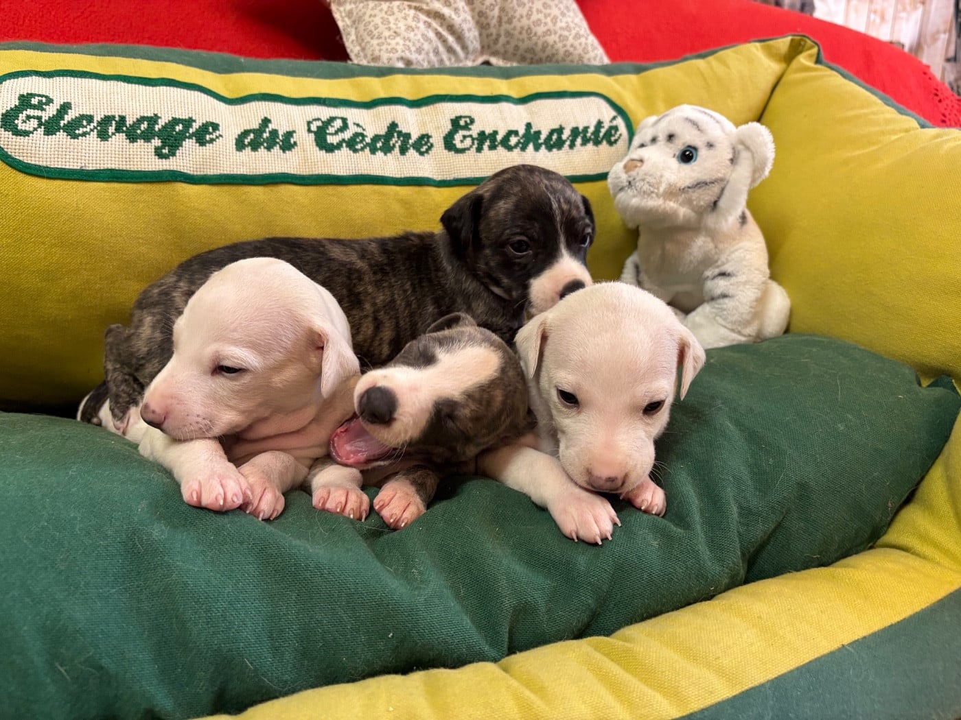 Whippet - du Cèdre Enchanté