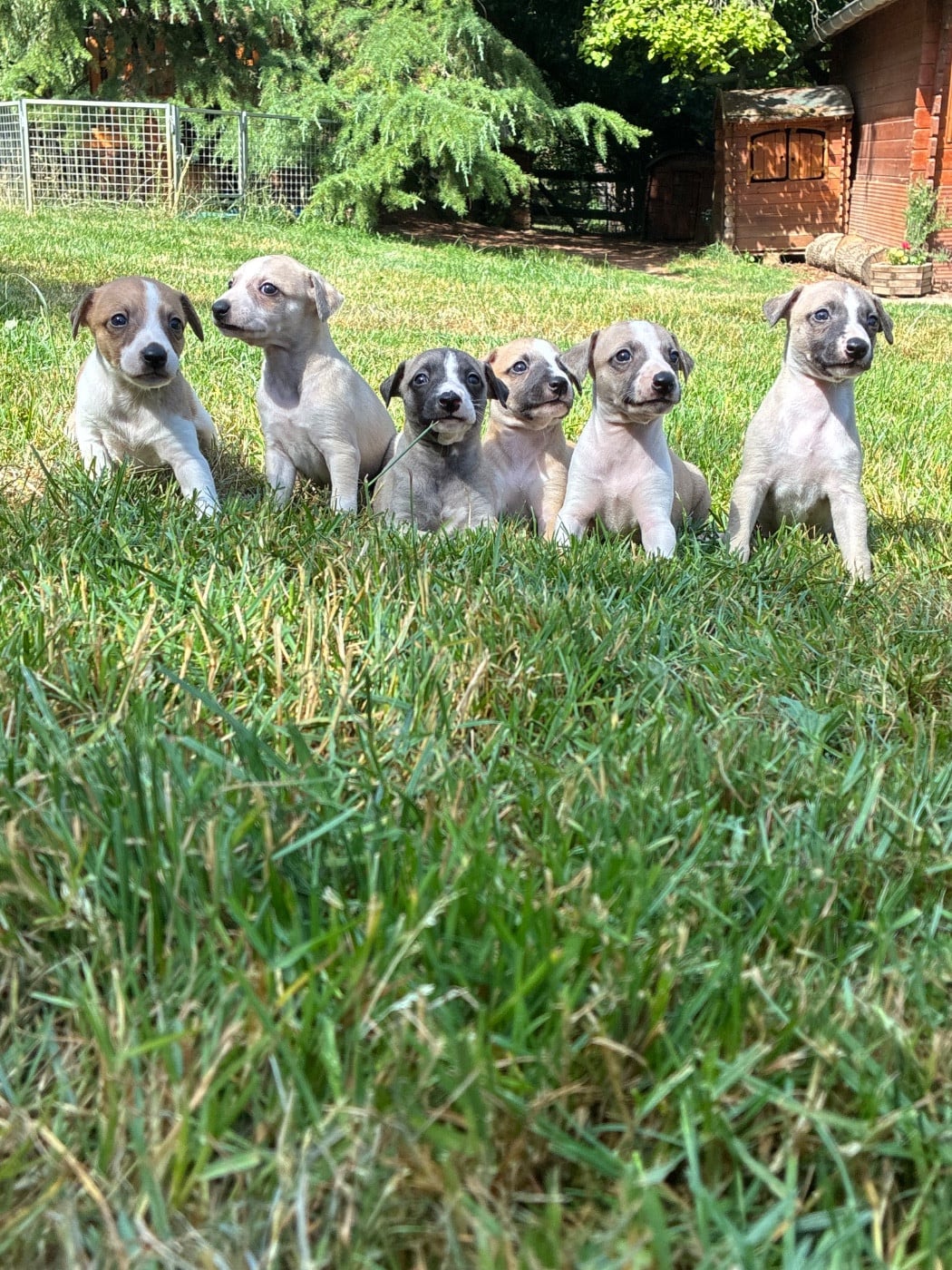 Whippet - du Cèdre Enchanté