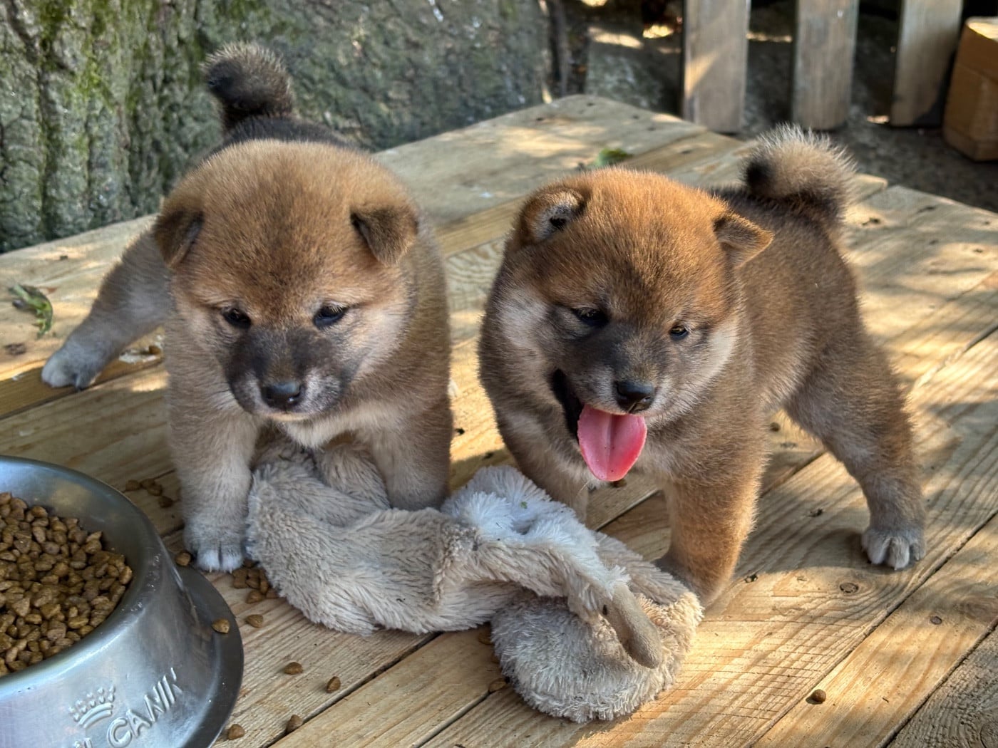 Shiba - du Cèdre Enchanté