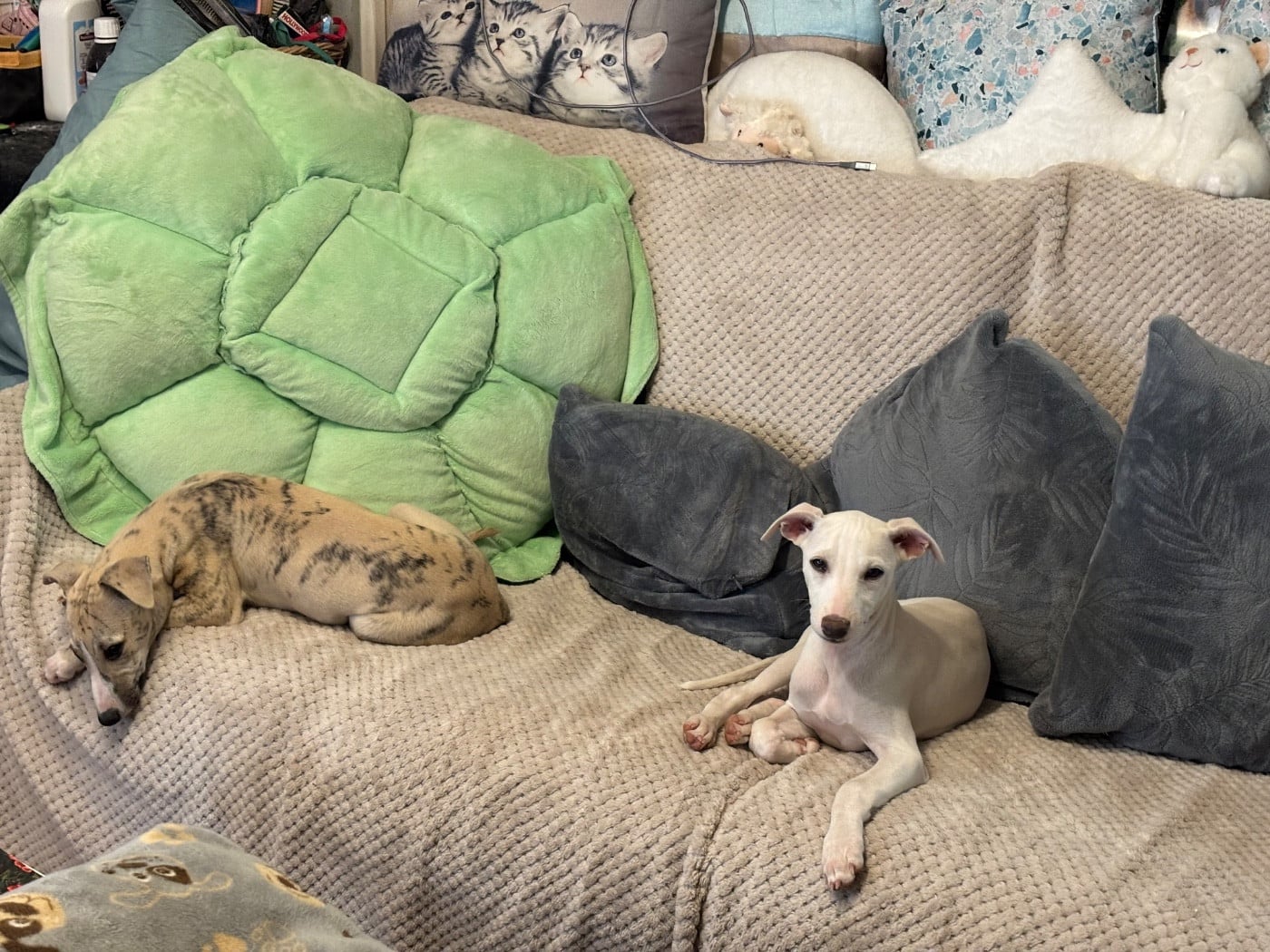 Whippet - du Cèdre Enchanté