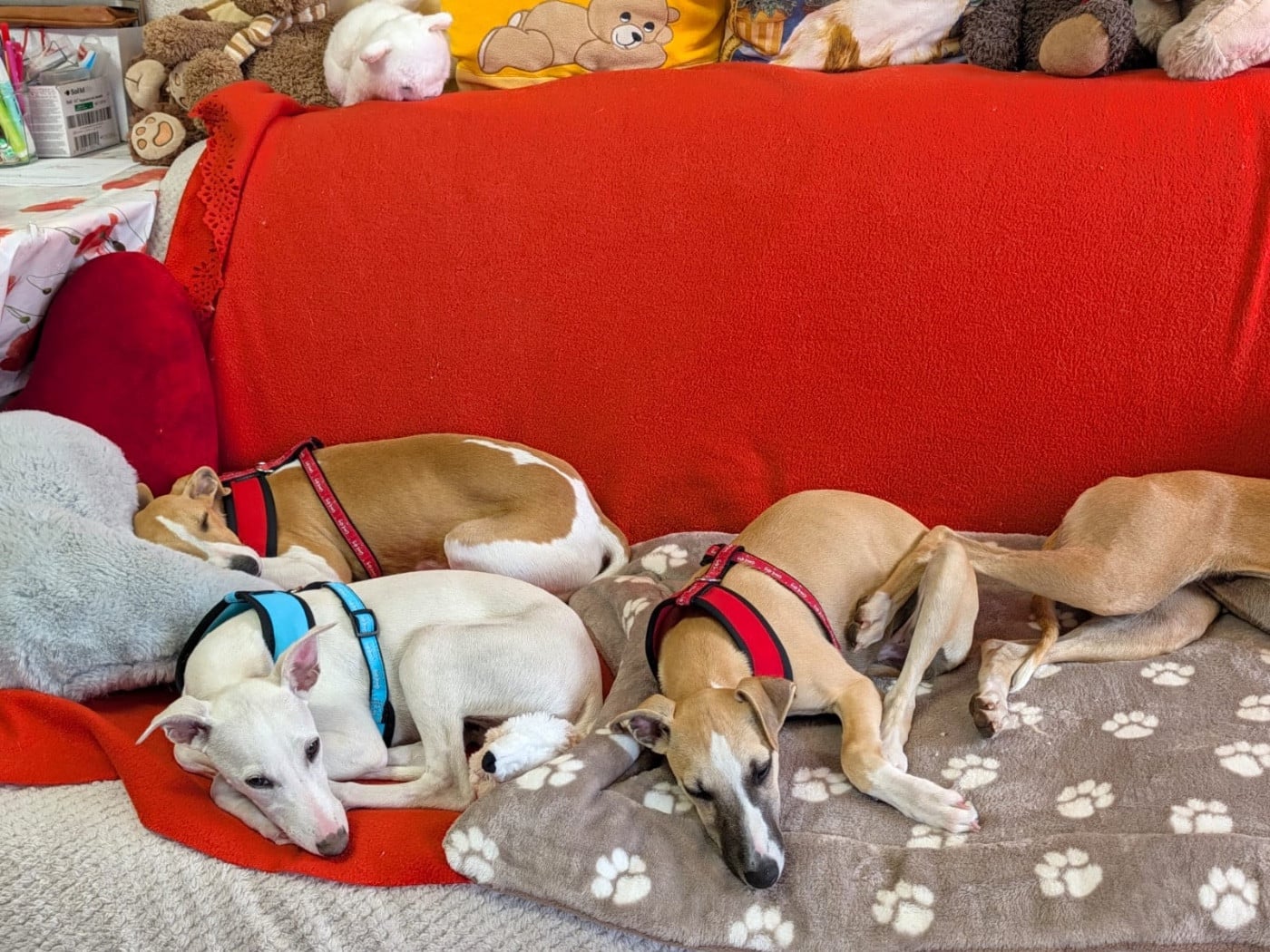 Whippet - du Cèdre Enchanté