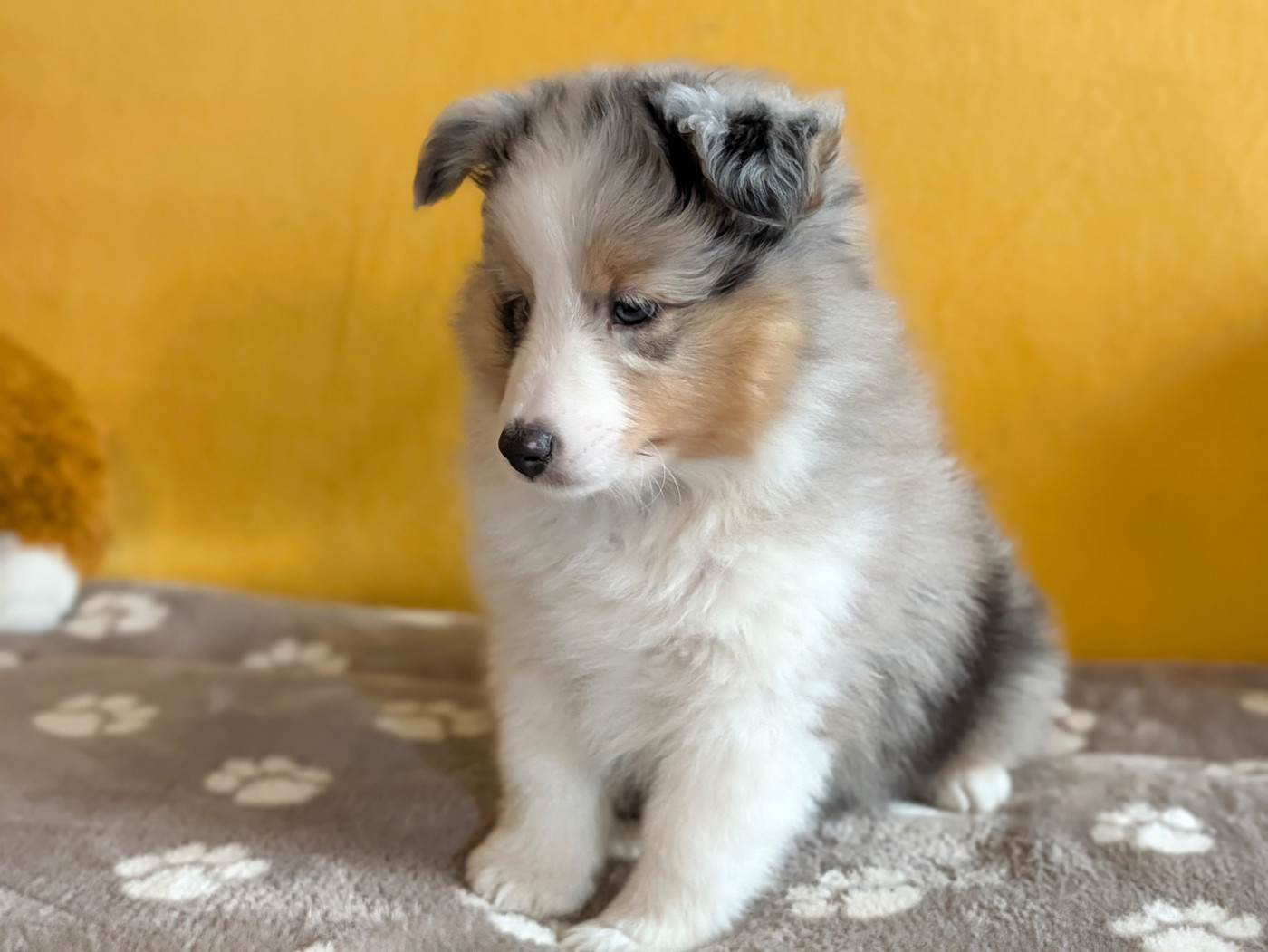 BRAGI BLUE