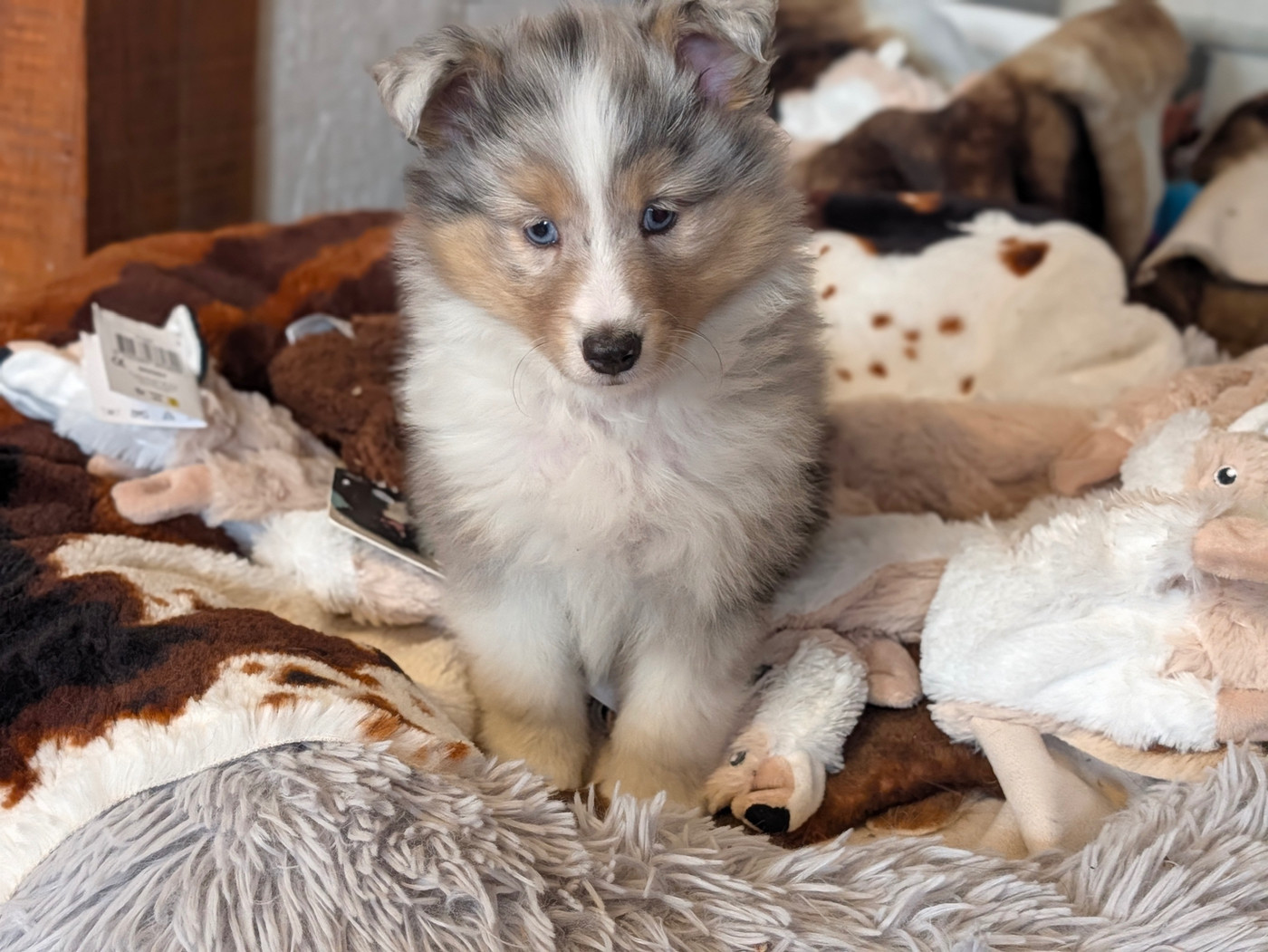 Bella Blue