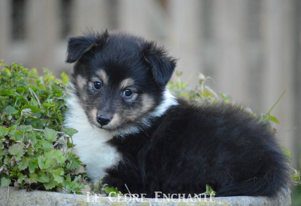 Timour Black du Cèdre Enchanté