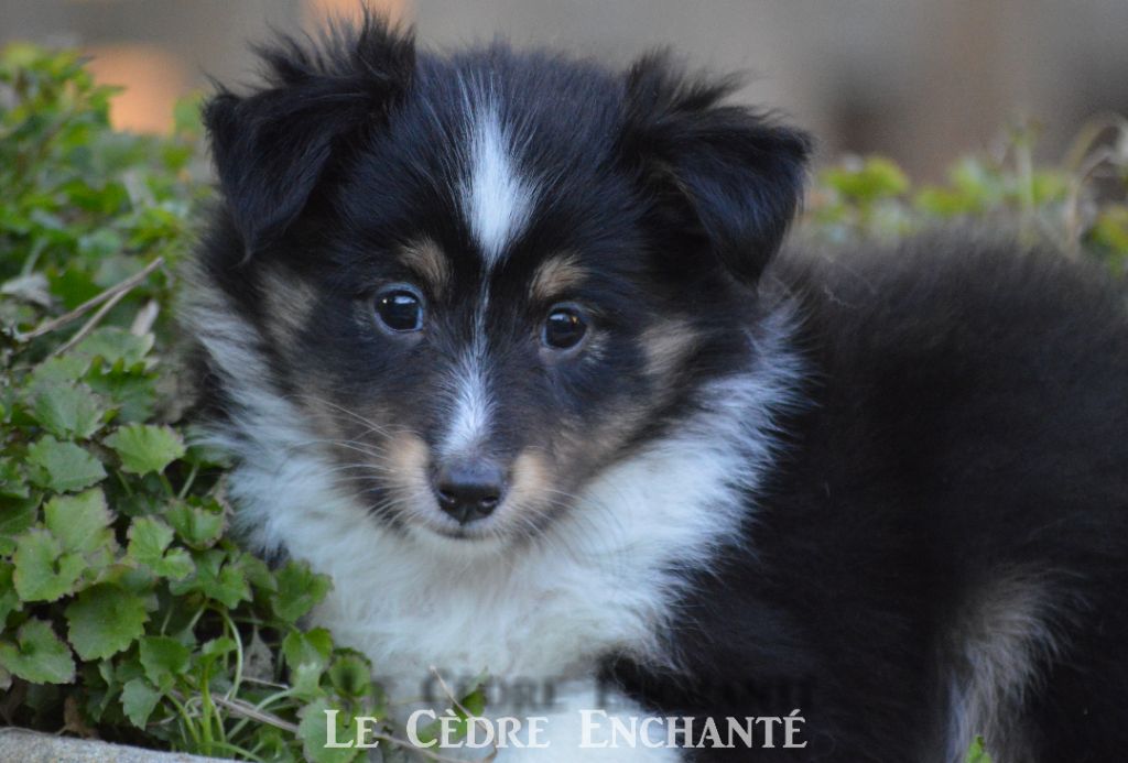 Tiloup black du Cèdre Enchanté