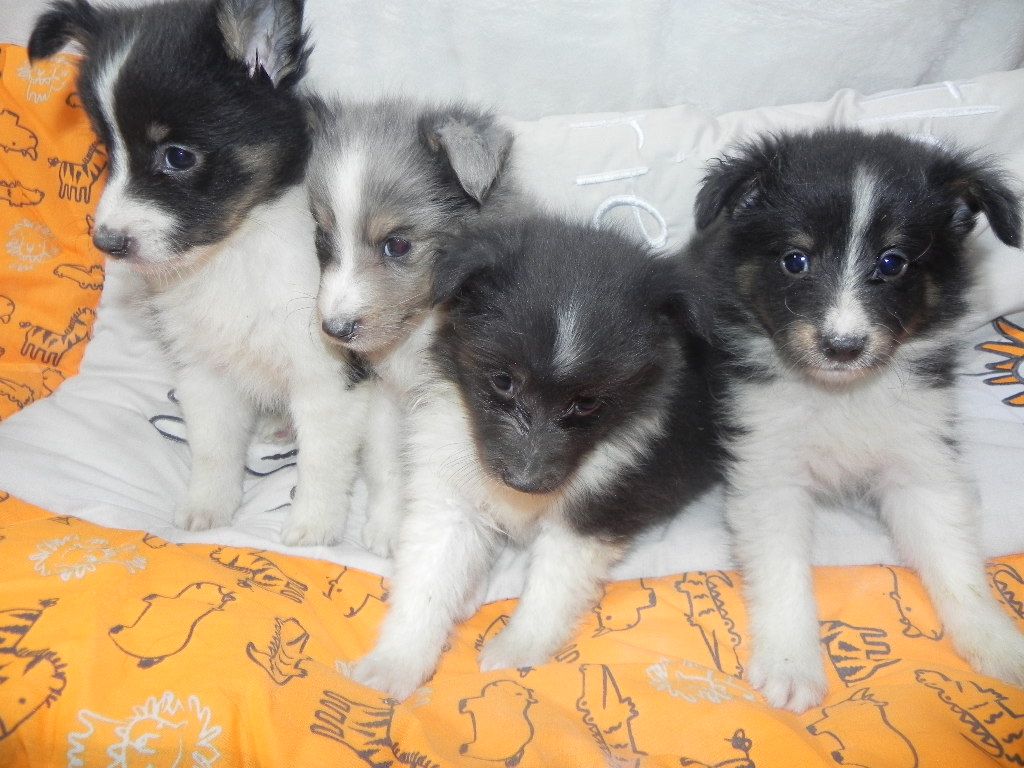 du Cèdre Enchanté - Shetland Sheepdog - Portée née le 14/06/2018