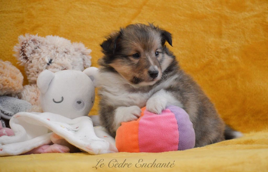 Venise blonde du Cèdre Enchanté