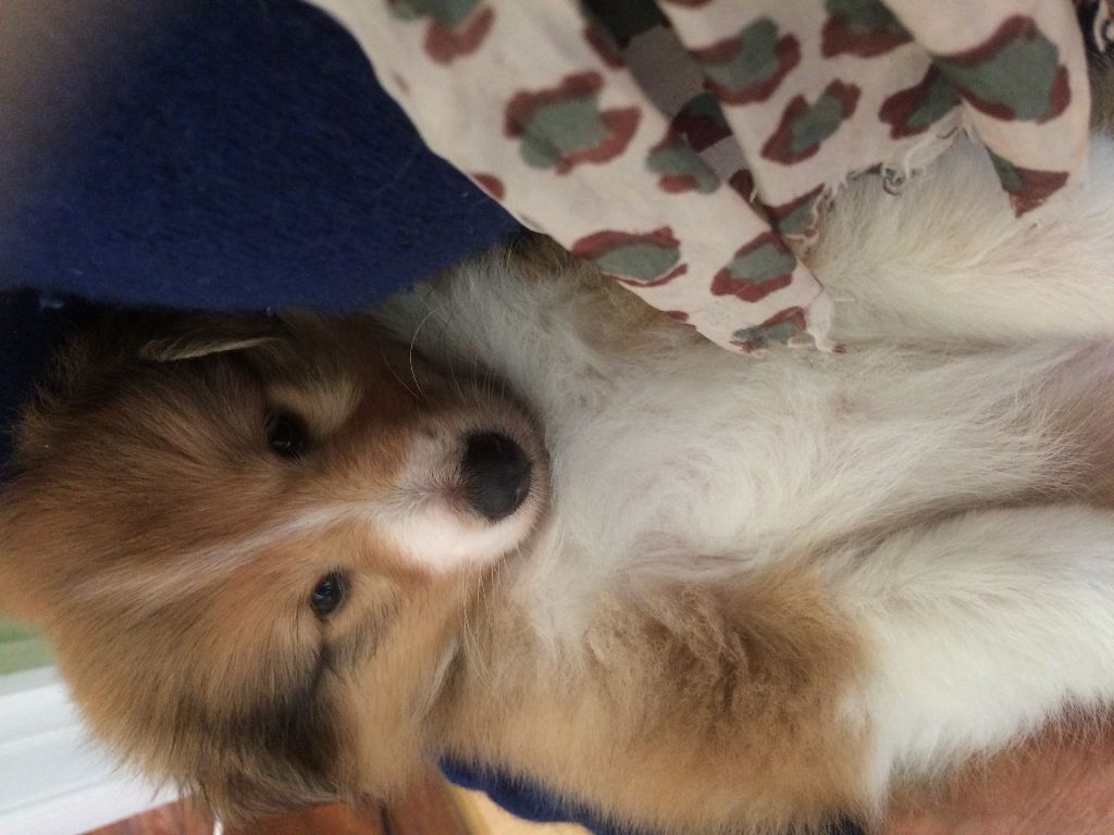 du Cèdre Enchanté - Shetland Sheepdog - Portée née le 08/09/2018