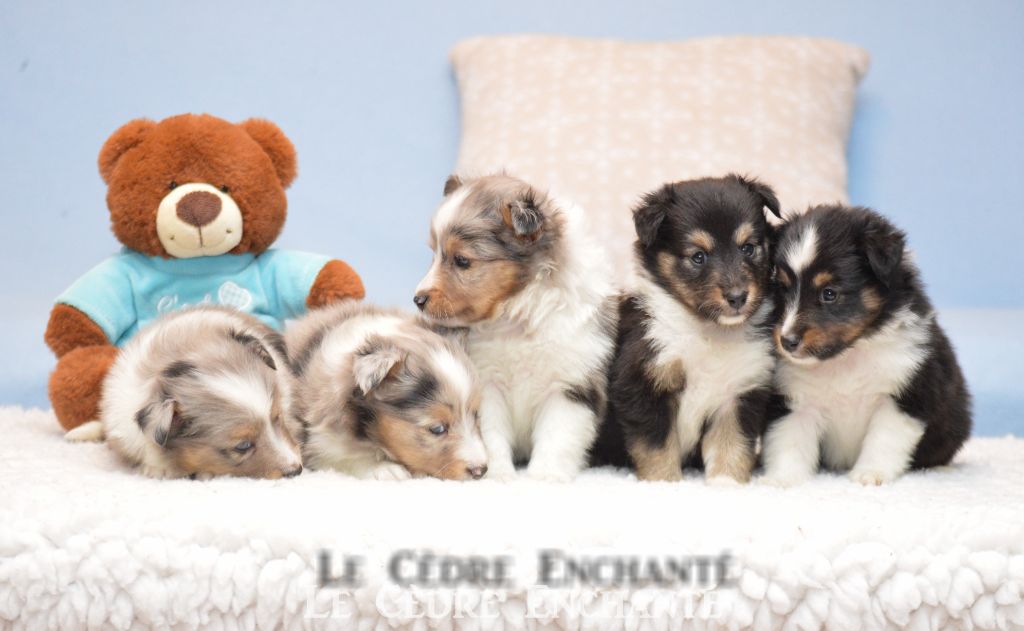 Taho blue du Cèdre Enchanté