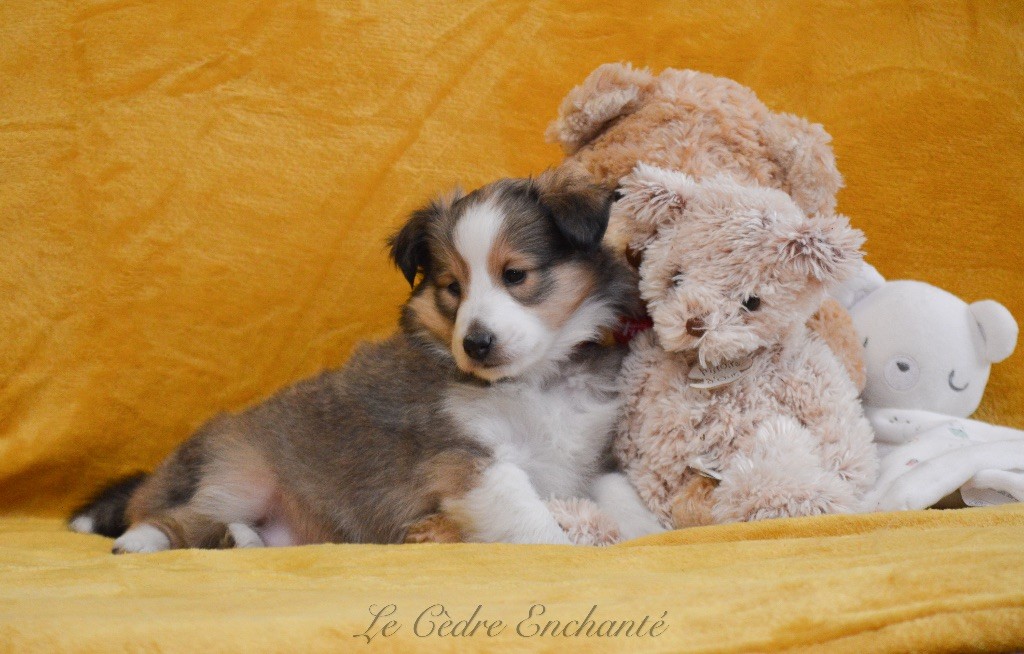 Vicki blonde du Cèdre Enchanté