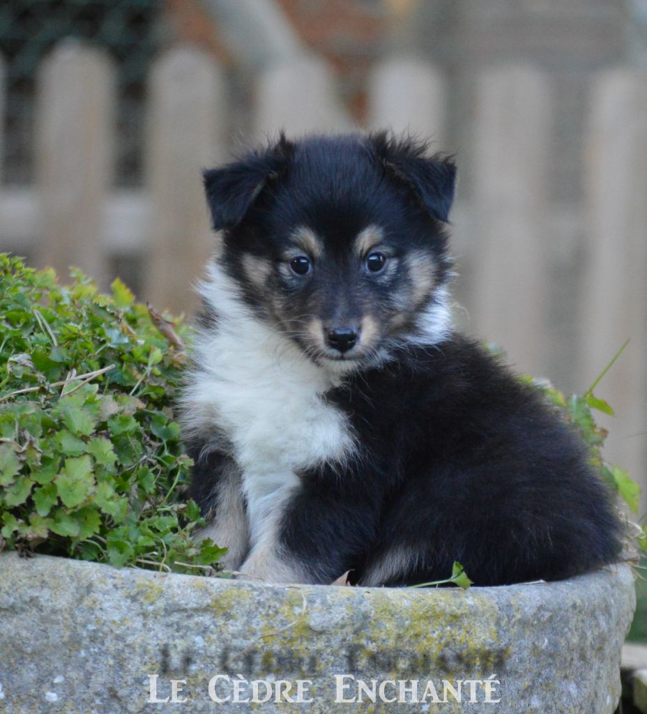 Timour Black du Cèdre Enchanté