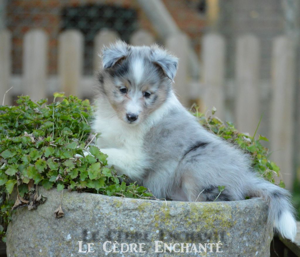 Taho blue du Cèdre Enchanté