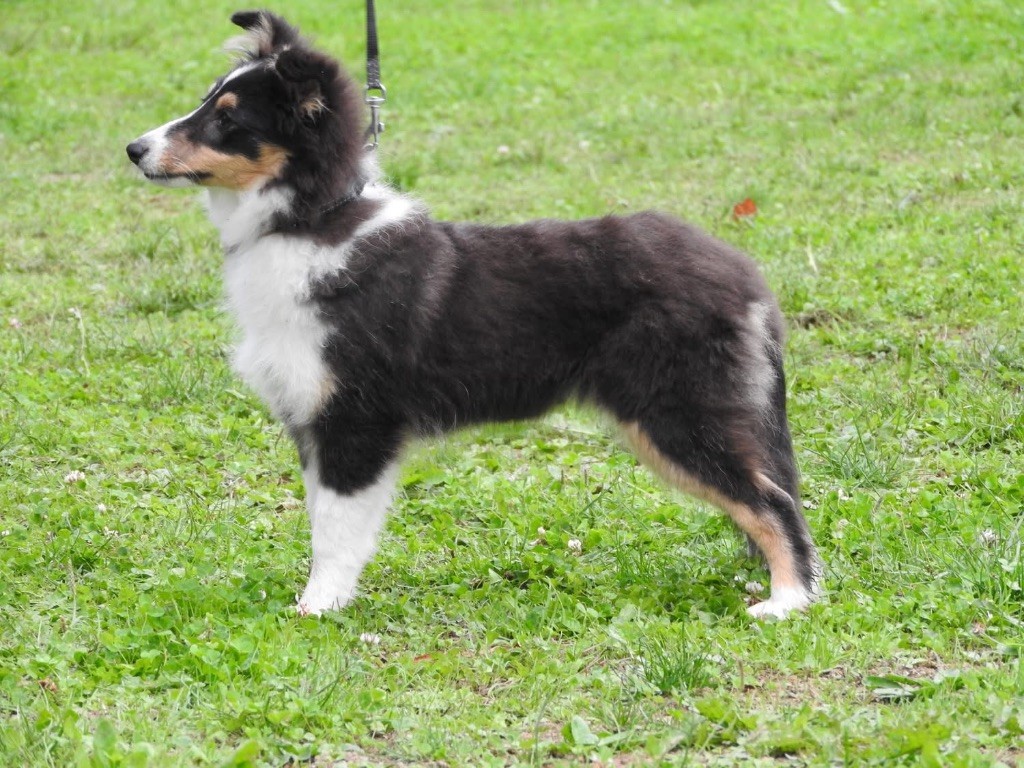 Aléa brune du cèdre Enchanté