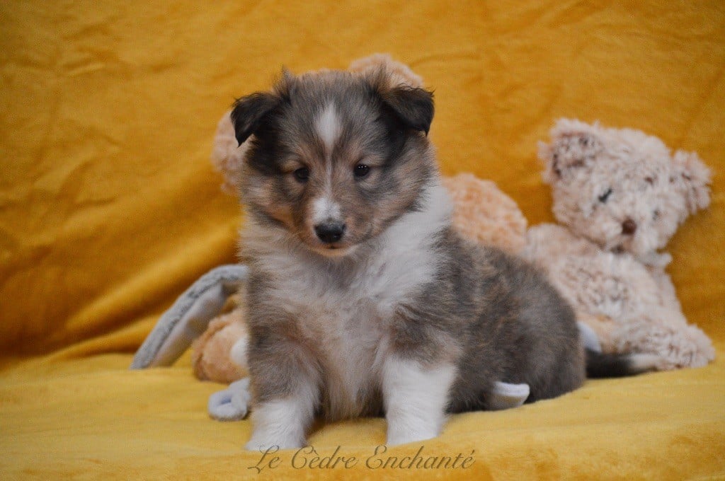 VICTOR blond du Cèdre Enchanté