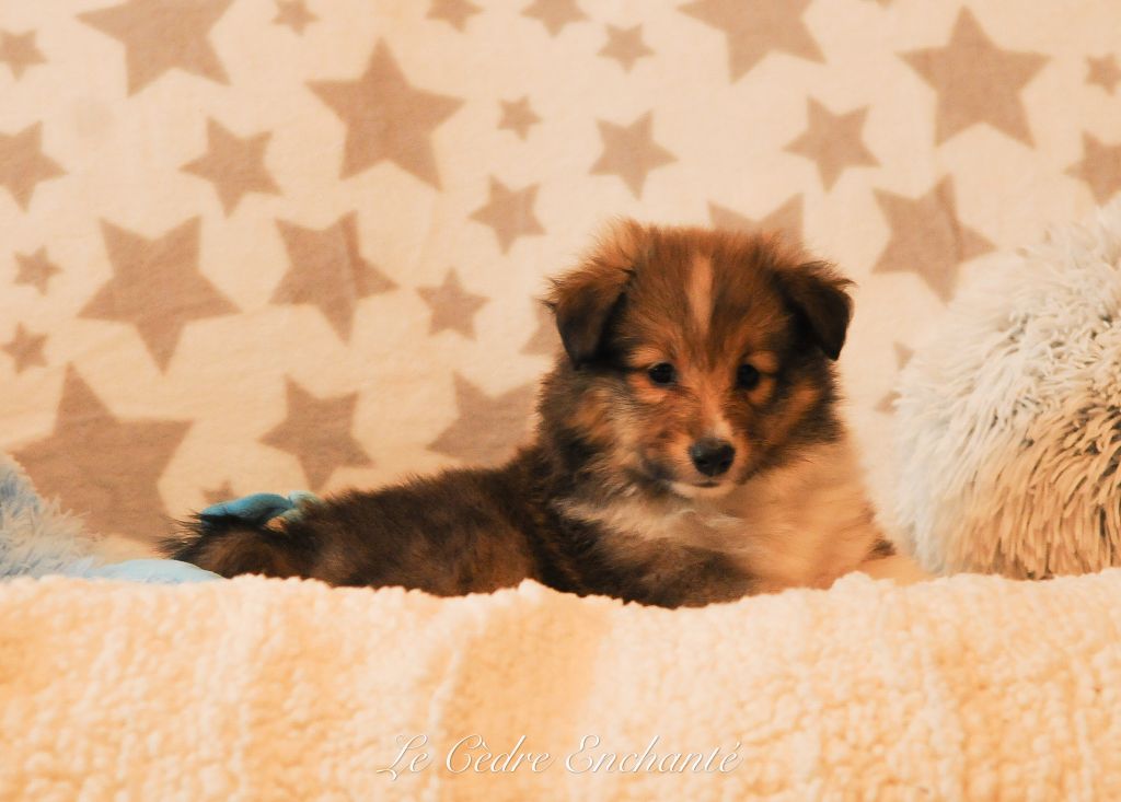 Aiko Gold du Cèdre Enchanté