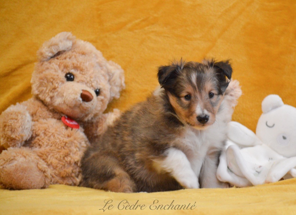 Veia blonde dite Tina du Cèdre Enchanté