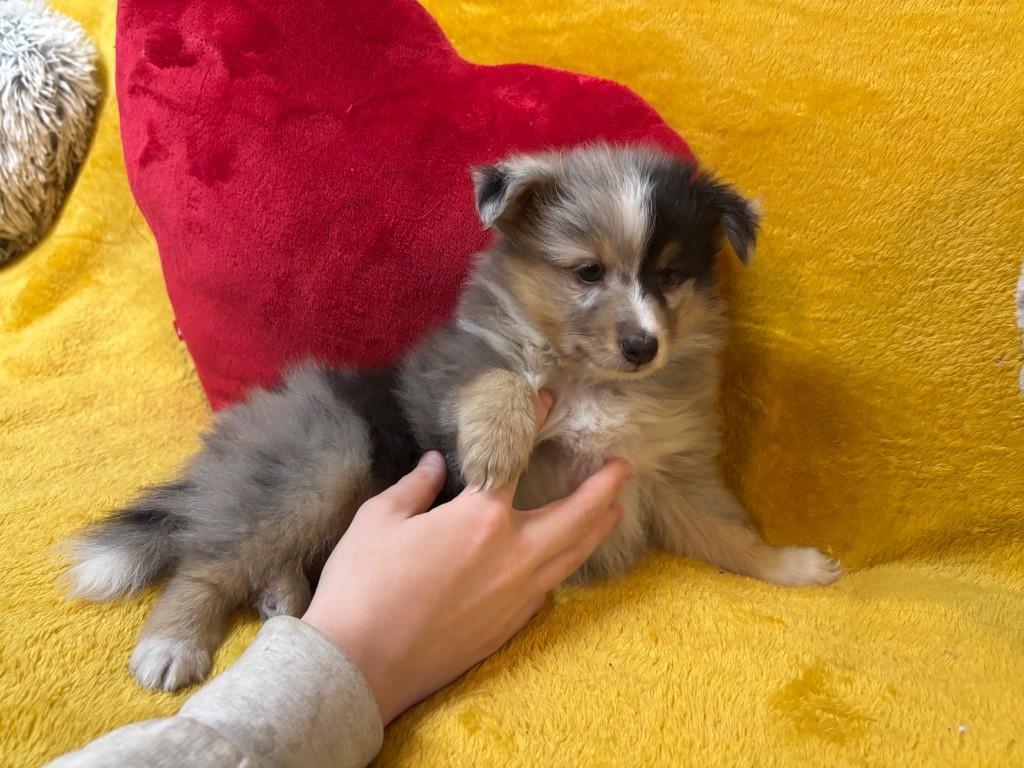 ALUNE Bleue du Cèdre Enchanté