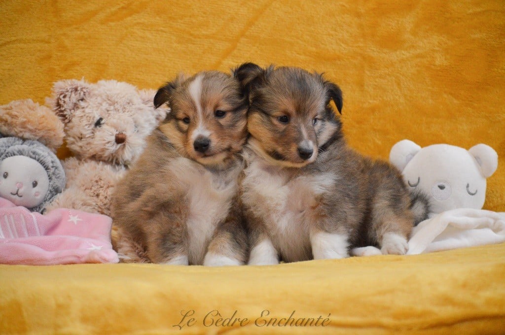 Venise blonde du Cèdre Enchanté