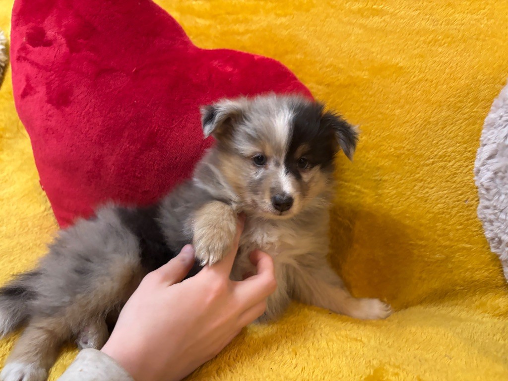 ALUNE Bleue du Cèdre Enchanté