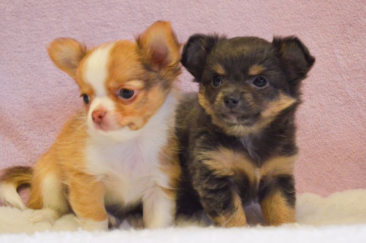 Chihuahua-25-09-2020-1