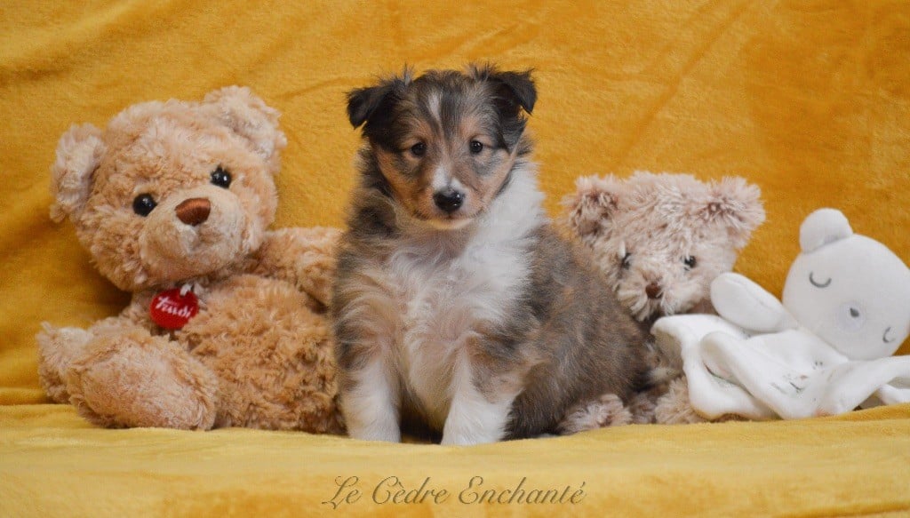 Veia blonde dite Tina du Cèdre Enchanté