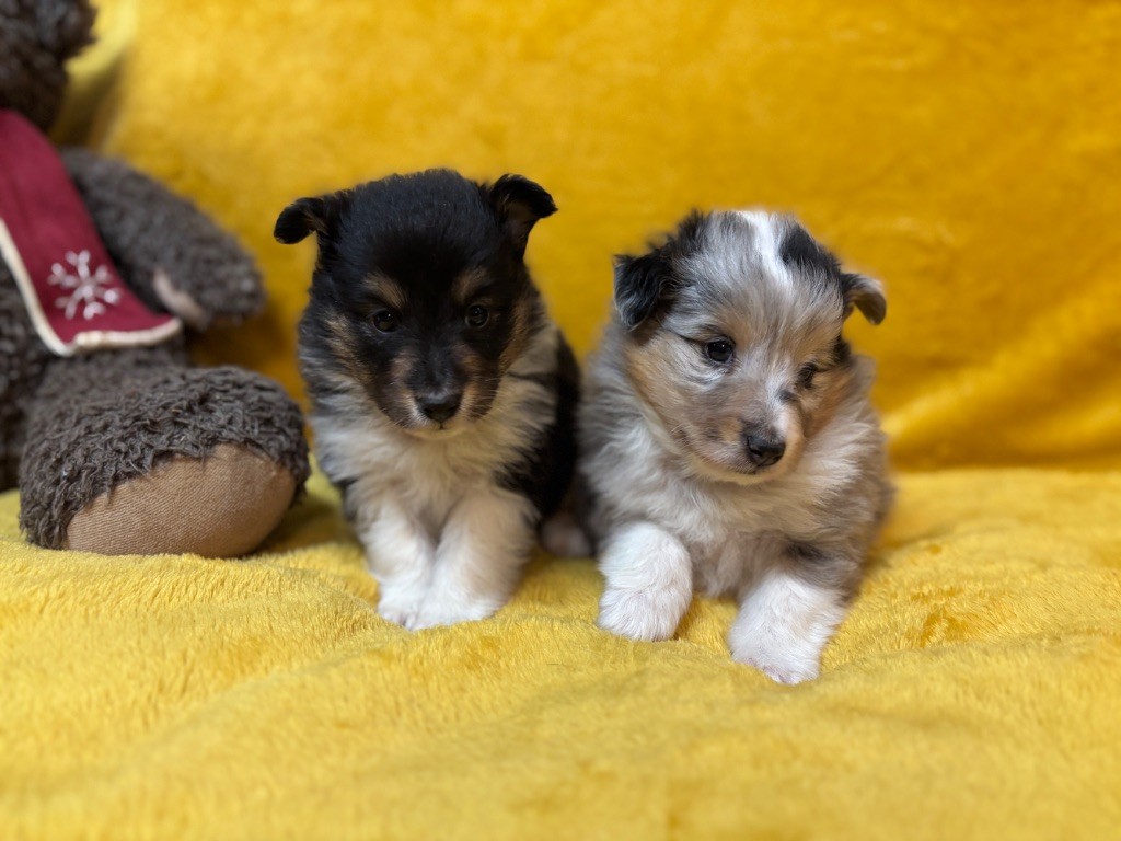 Alto Black DU Cèdre Enchanté