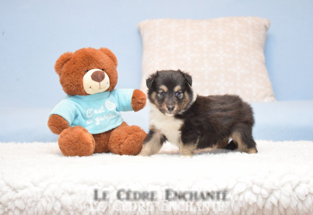 Timour Black du Cèdre Enchanté