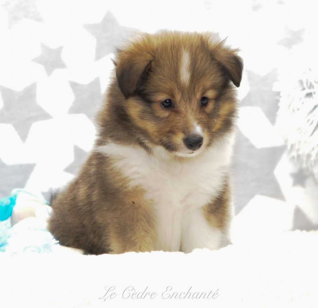 Aiko Gold du Cèdre Enchanté