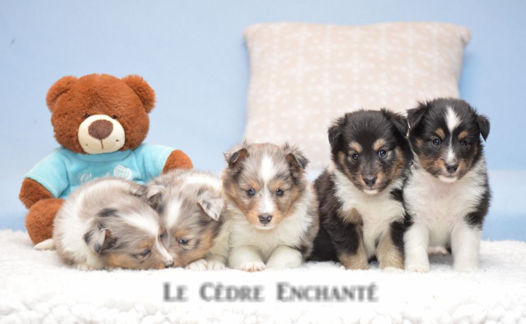 Timour Black du Cèdre Enchanté