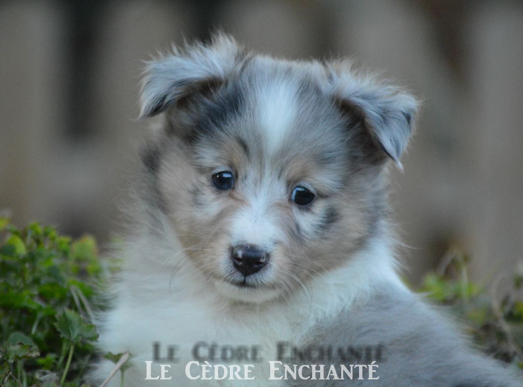 Taho blue du Cèdre Enchanté