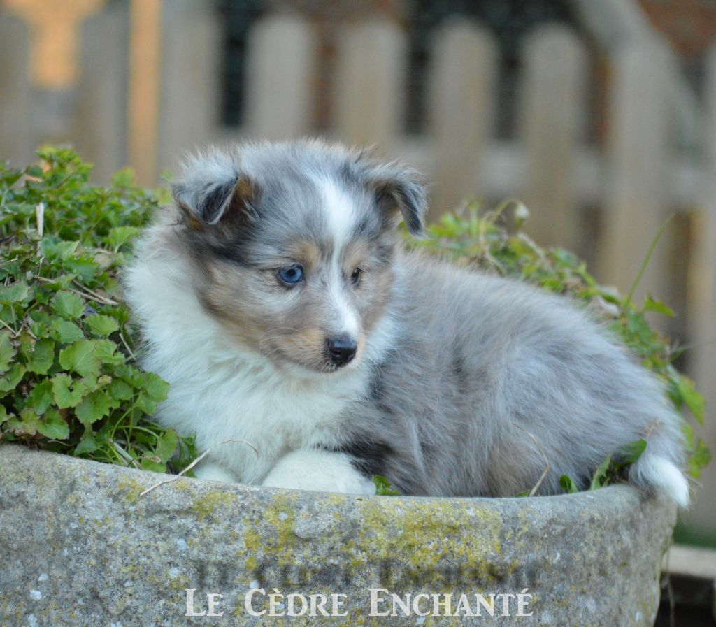 Titus bleu du Cèdre Enchanté