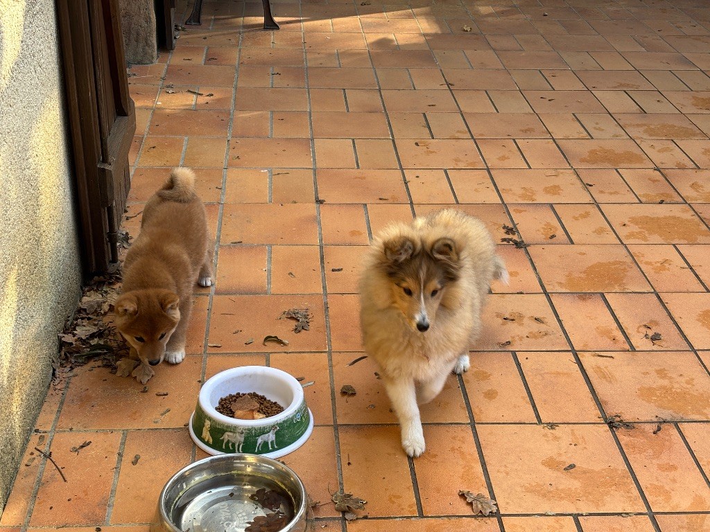 Augustine Blonde du Cèdre Enchanté