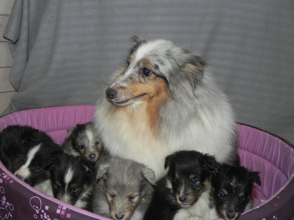 chiot Shetland Sheepdog du Cèdre Enchanté