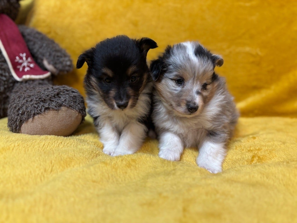 Alto Black DU Cèdre Enchanté