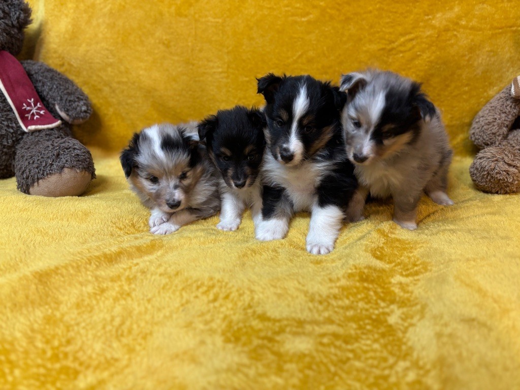ALUNE Bleue du Cèdre Enchanté
