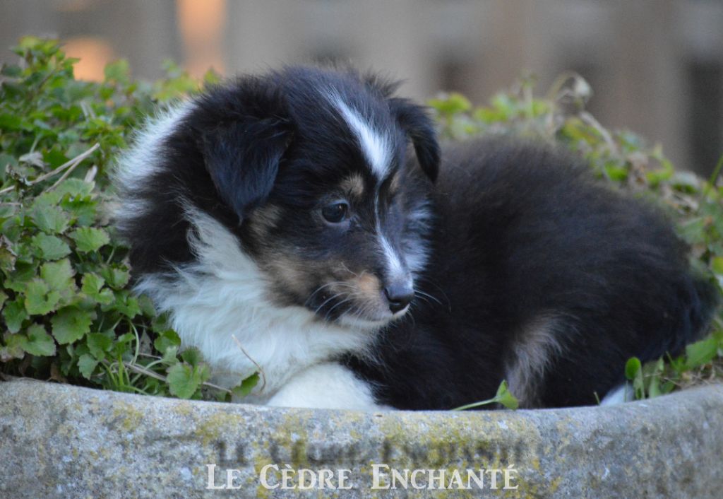 Tiloup black du Cèdre Enchanté