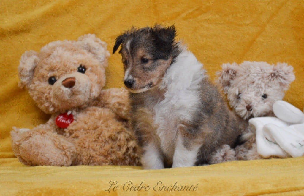 Veia blonde dite Tina du Cèdre Enchanté