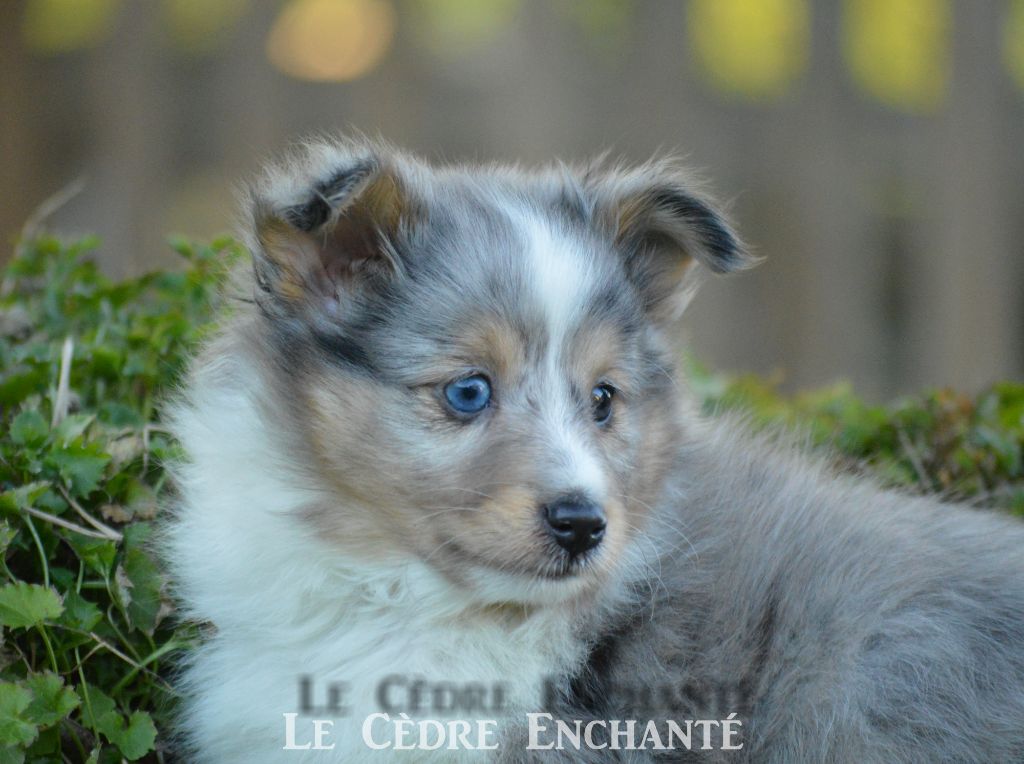 Titus bleu du Cèdre Enchanté