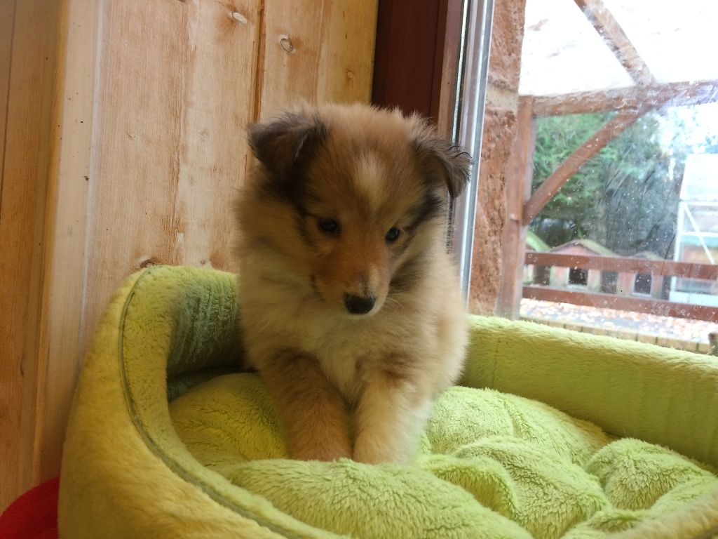 du Cèdre Enchanté - Shetland Sheepdog - Portée née le 30/10/2018