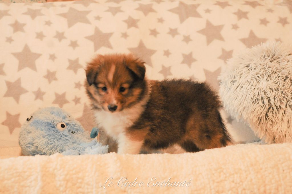 Aiko Gold du Cèdre Enchanté