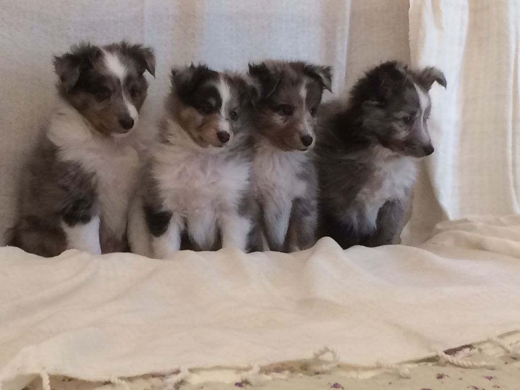 chiot Shetland Sheepdog du Cèdre Enchanté