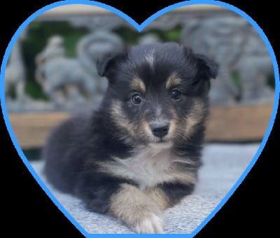 Les chiots de Shetland Sheepdog