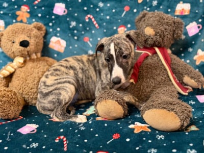 Les chiots de Whippet