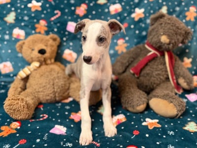 Les chiots de Whippet