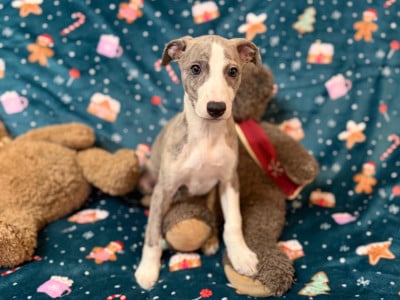 Les chiots de Whippet